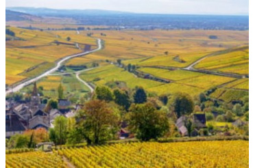 Les principaux cépages de Bourgogne : Pinot Noir et Chardonnay