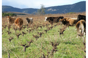 Domaine Léon Barral à Faugères nouveaux millésimes 2019 et 2019