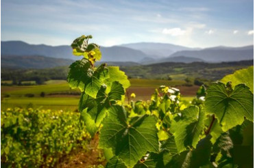 Blanquette de Limoux : accords mets & vins pour une jolie bulle du Languedoc