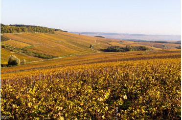 Accord Mets et Vins : Que Manger avec un Chablis ?