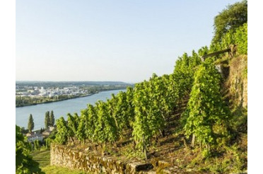 Avec quoi accorder un Saint-Joseph ? Nos idées d'accords mets & vins réussis