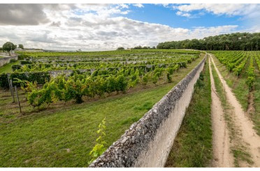 Avec quoi accorder un Saumur-Champigny ? Nos conseils pour des accords réussis