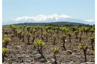 Les principaux cépages du Languedoc-Roussillon : Syrah, Grenache, Carignan, Mourvèdre