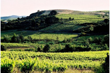 Clos Maia blanc de Géraldine Laval : accords mets & vins pour un blanc raffiné du Languedoc